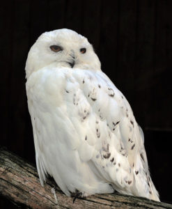 Snowy owl by Michael Gäbler